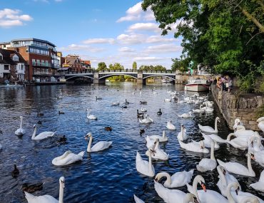 Maidenhead